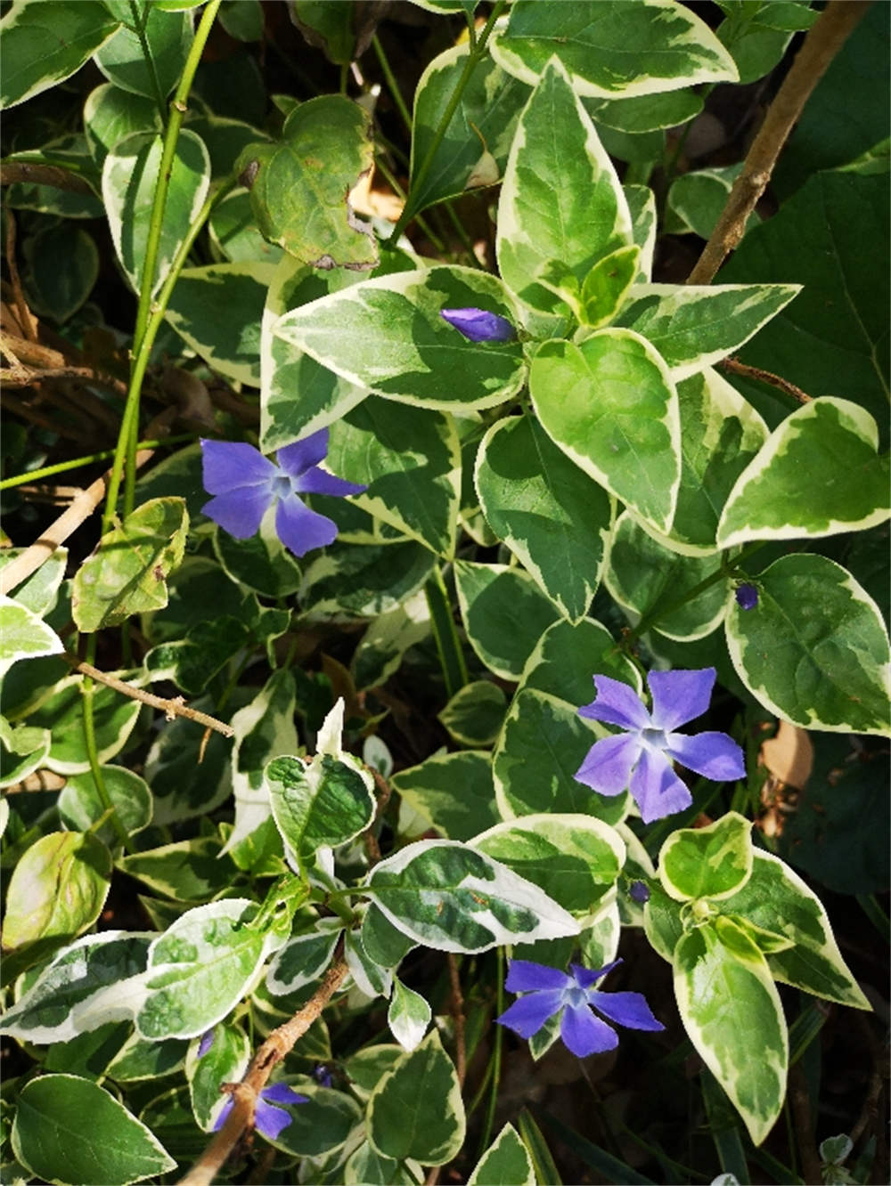 蔓长春花