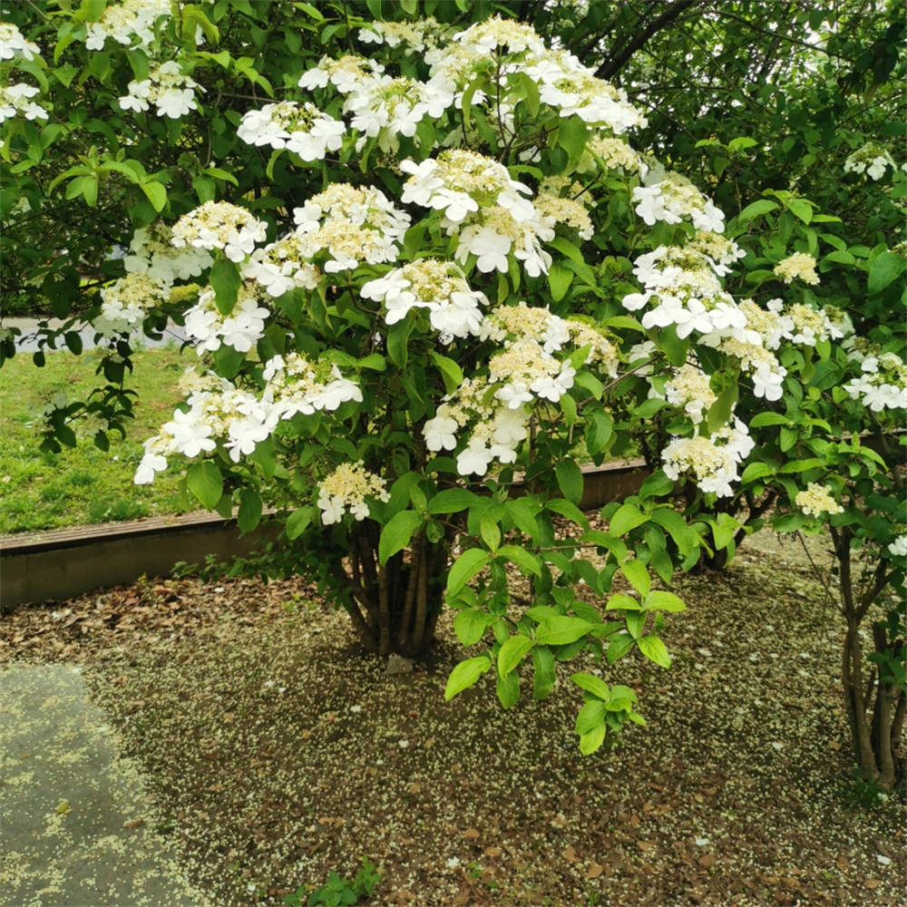 琼花