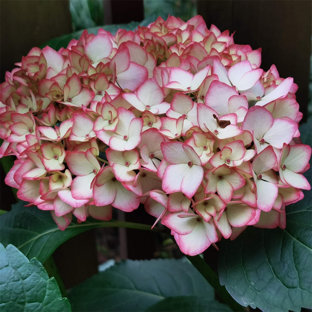 塞布丽娜绣球花