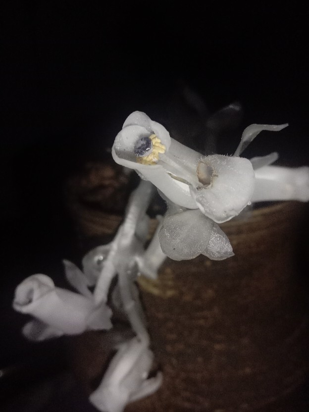 水晶兰