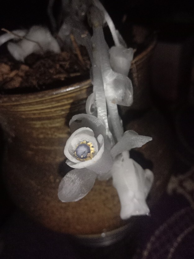 水晶兰