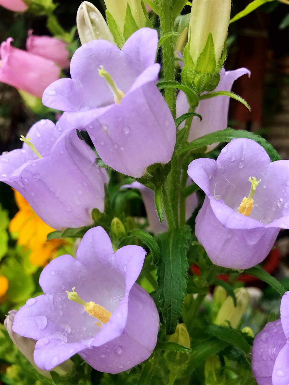 风铃花