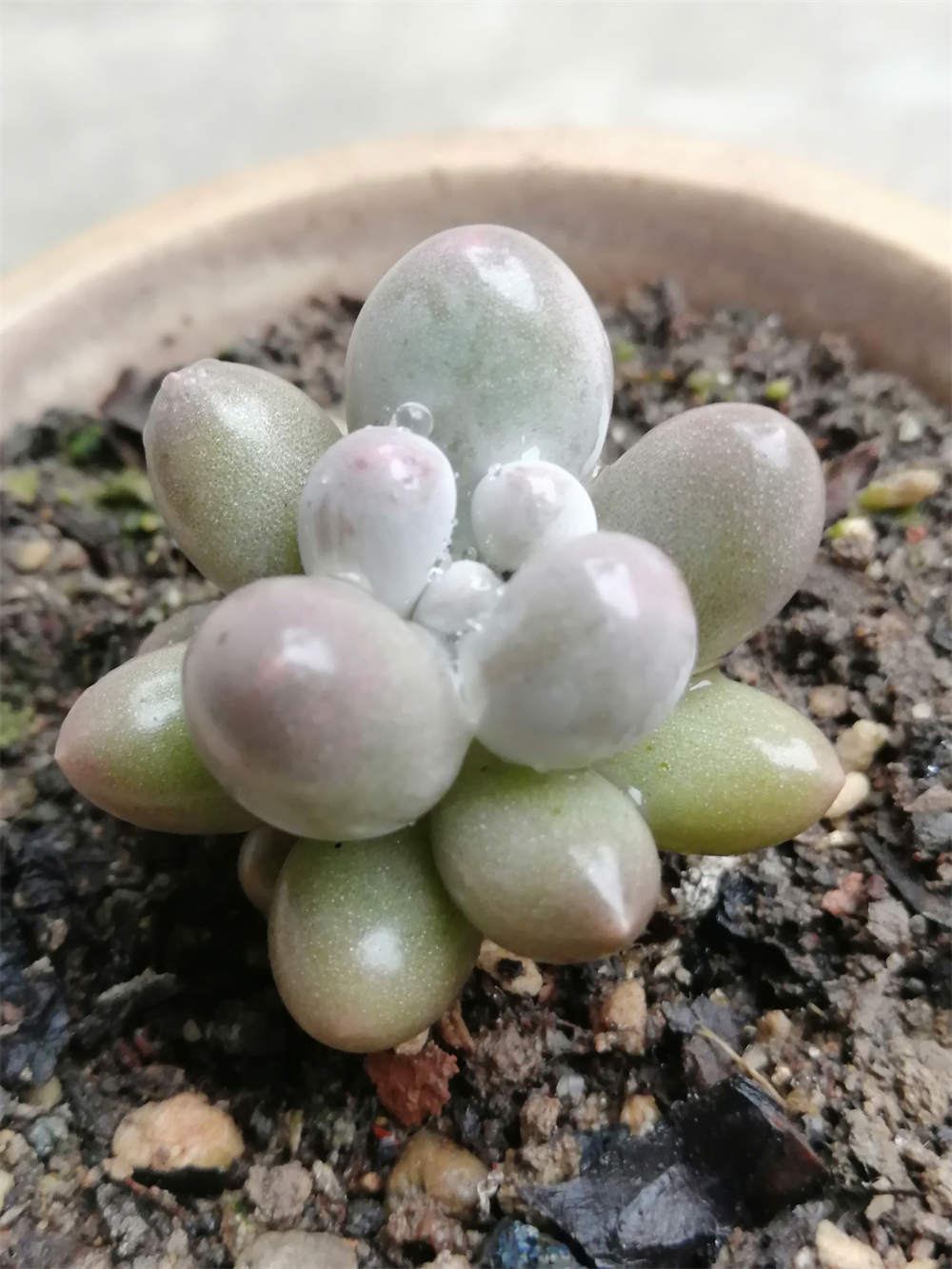 汤圆