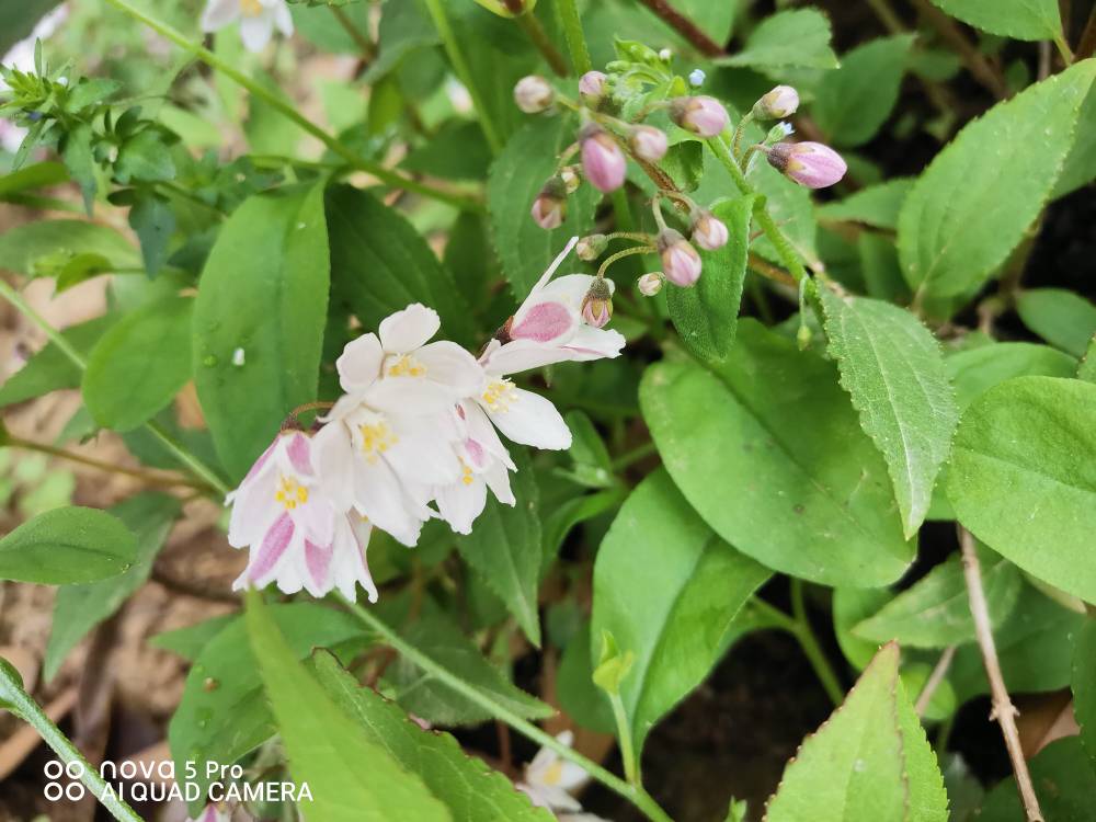 溲疏雪樱花
