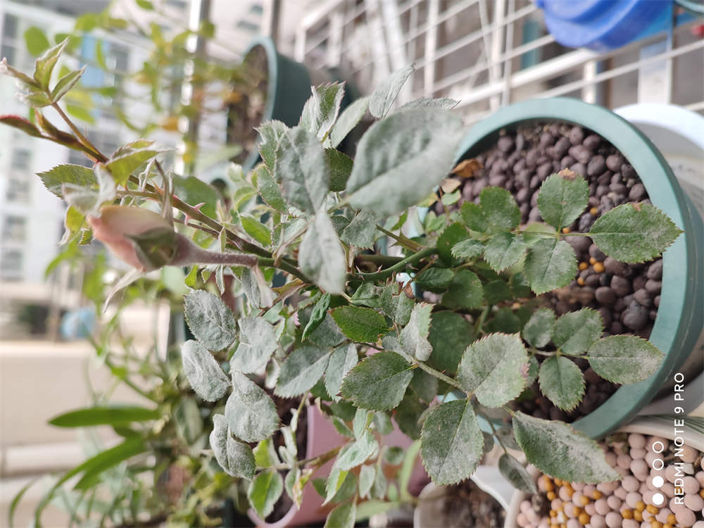 花卉