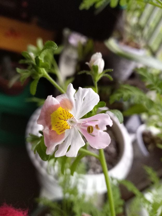 花卉