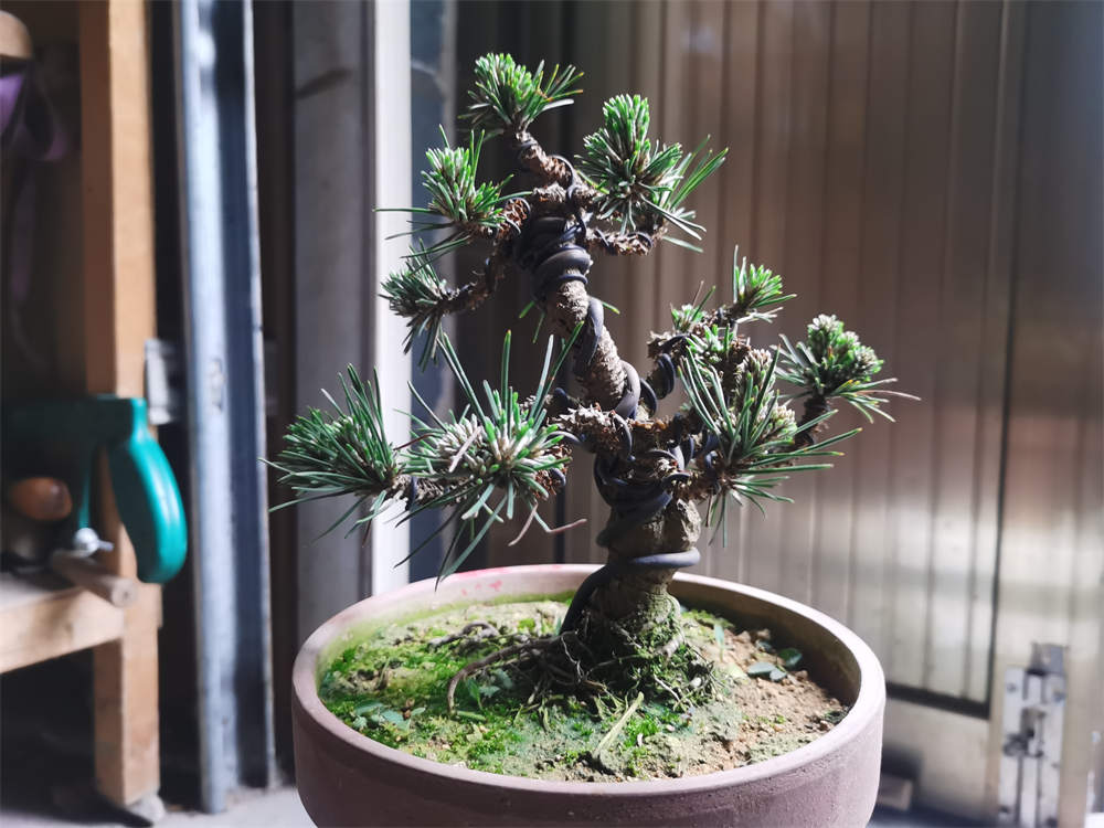 花卉