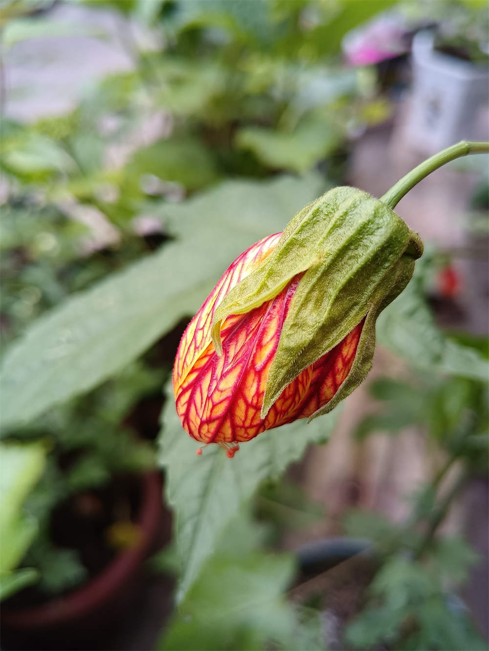 风铃花