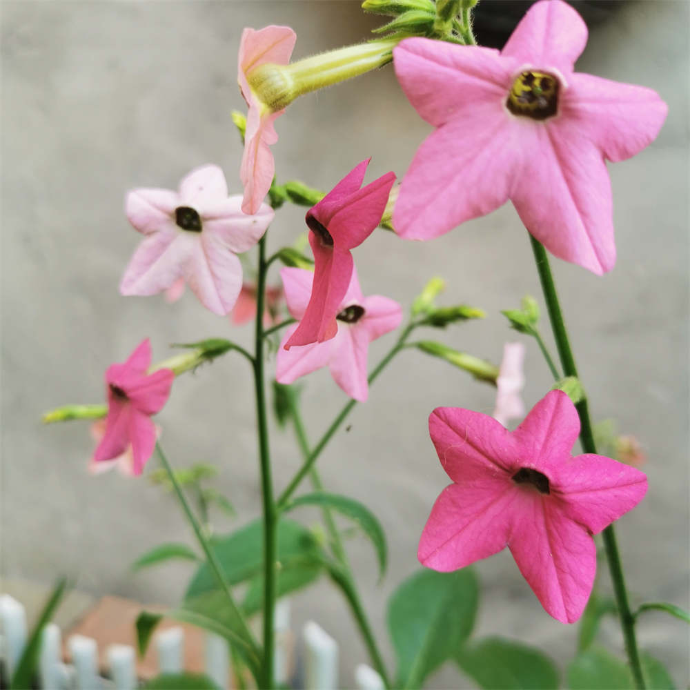 花卉
