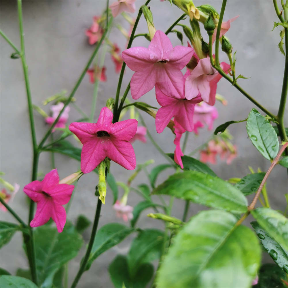 烟草花