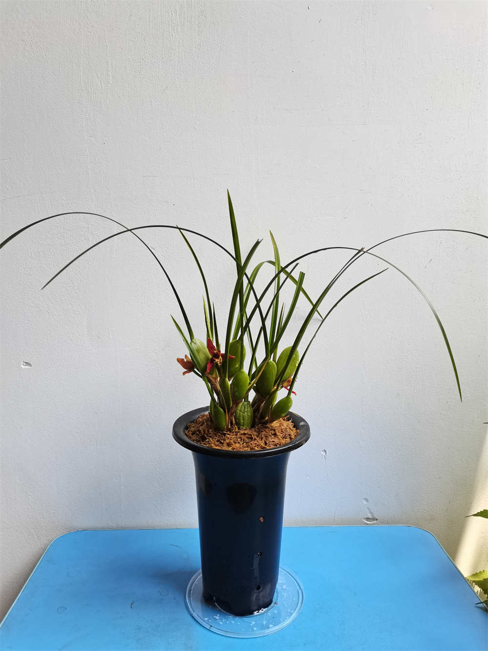 咖啡兰