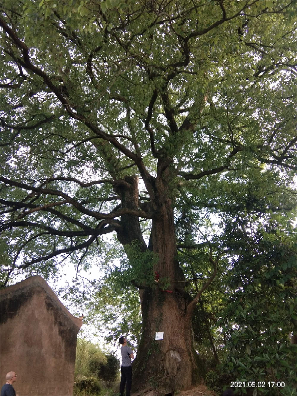 樟树