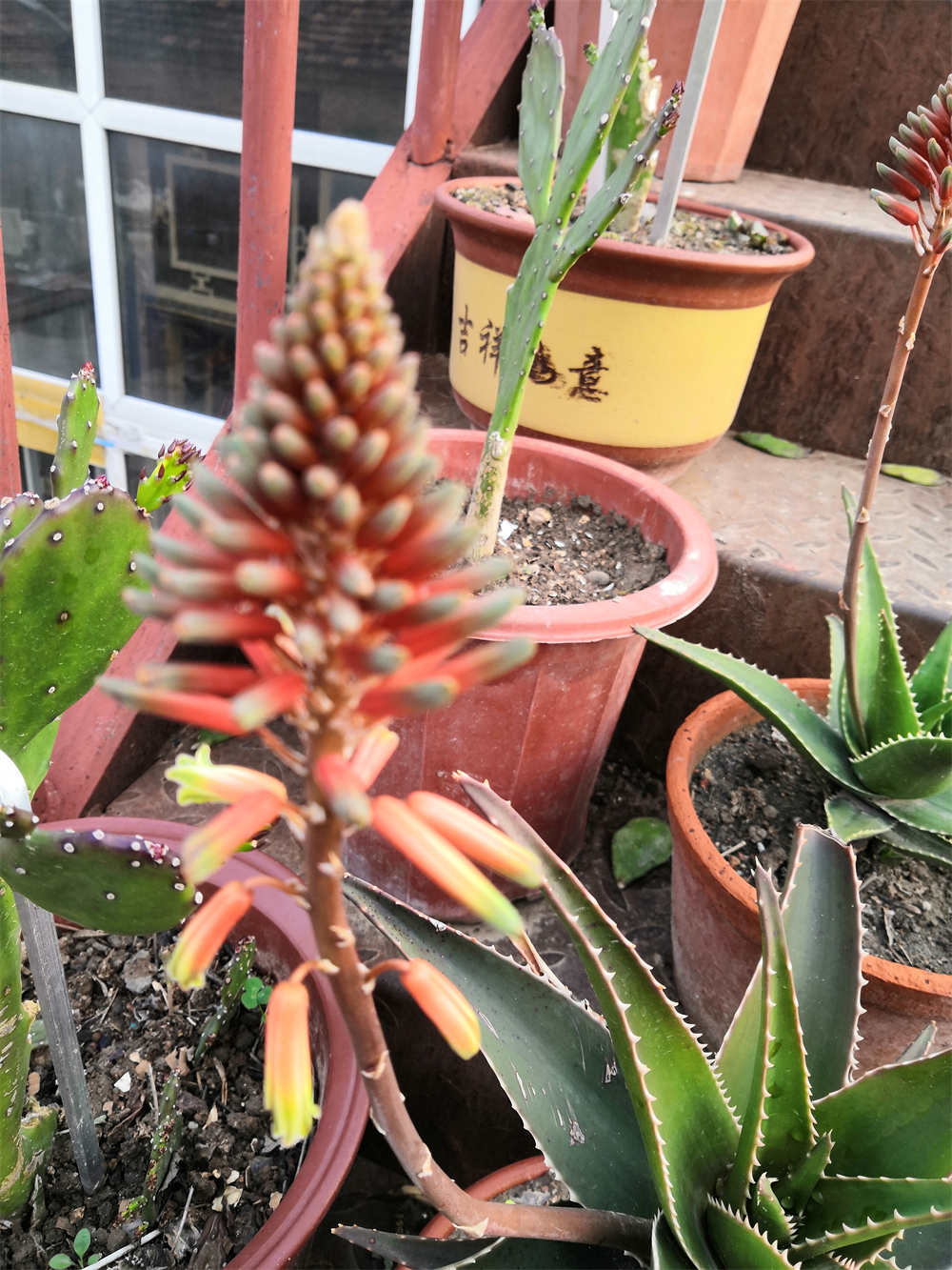 芦荟