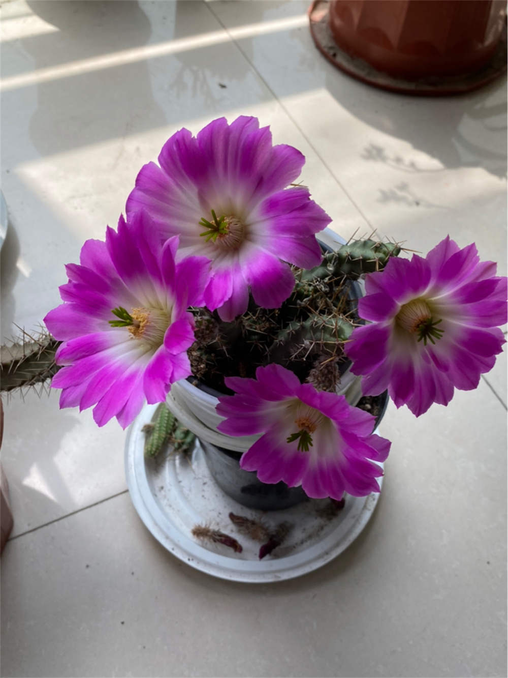 虎头梅
