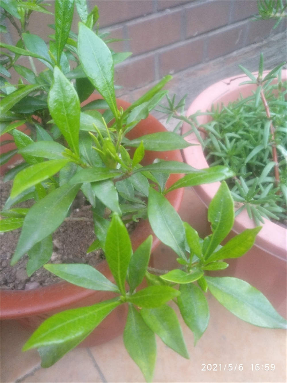 花卉