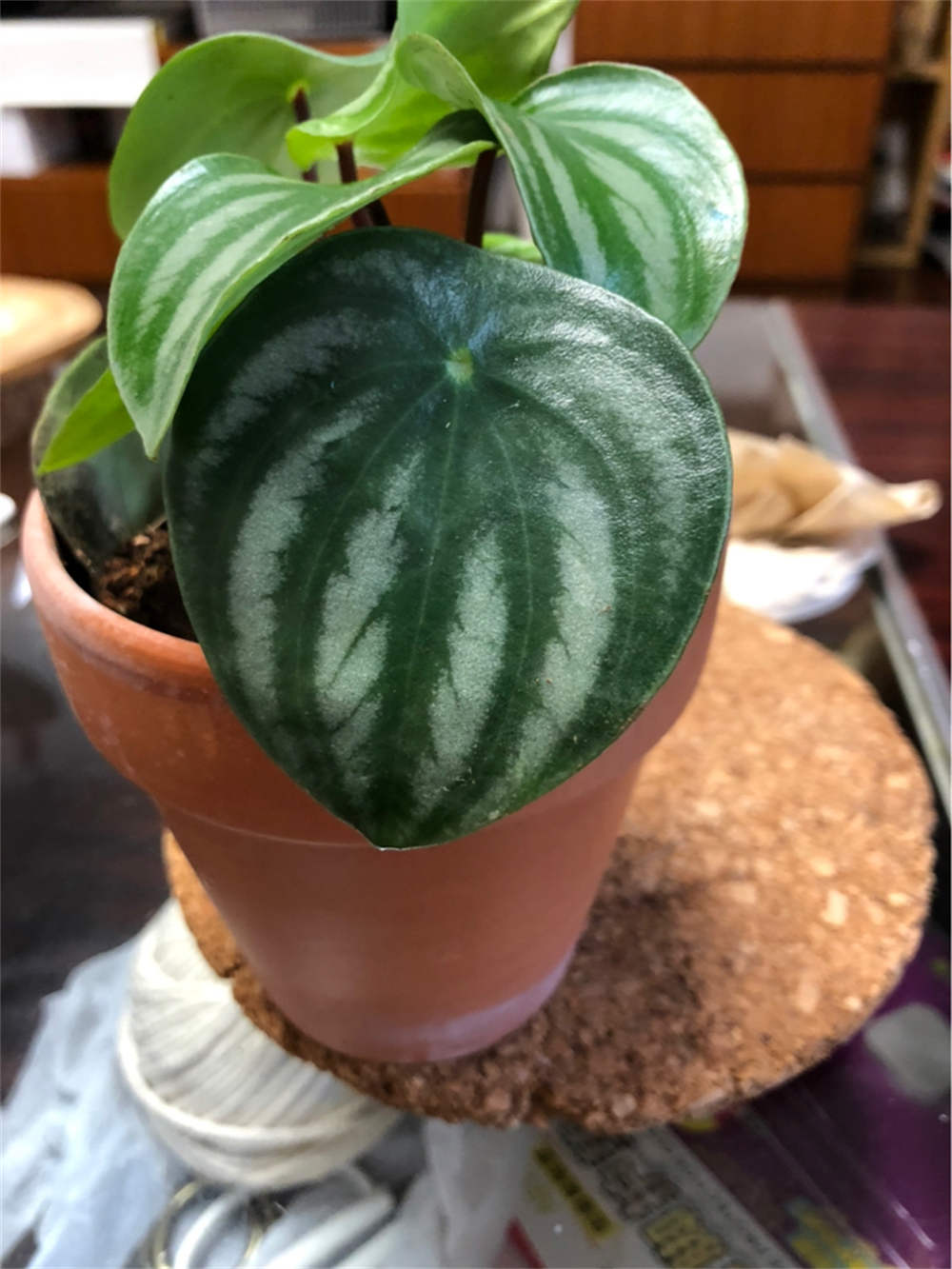 西瓜皮椒草