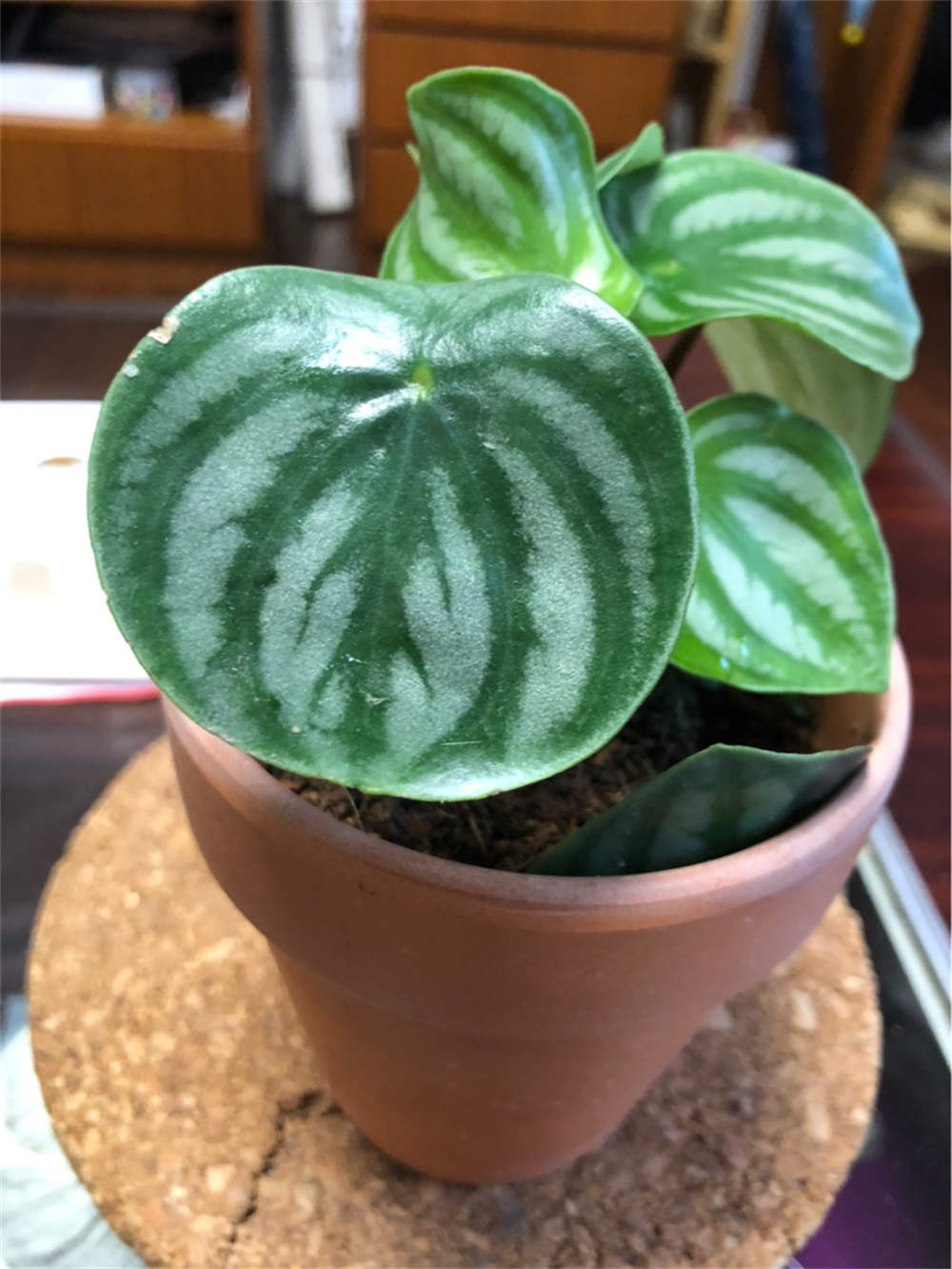 西瓜皮椒草