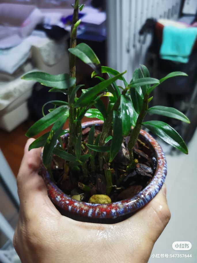 铁皮石斛