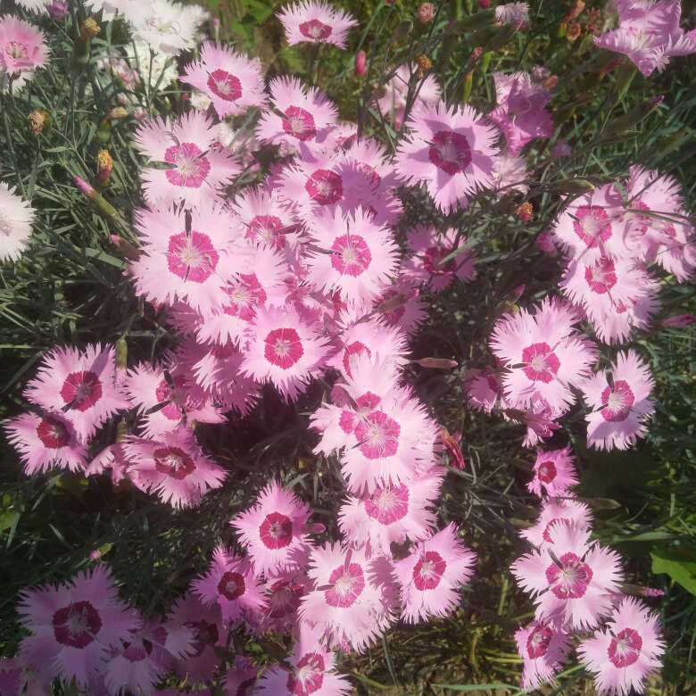 花卉
