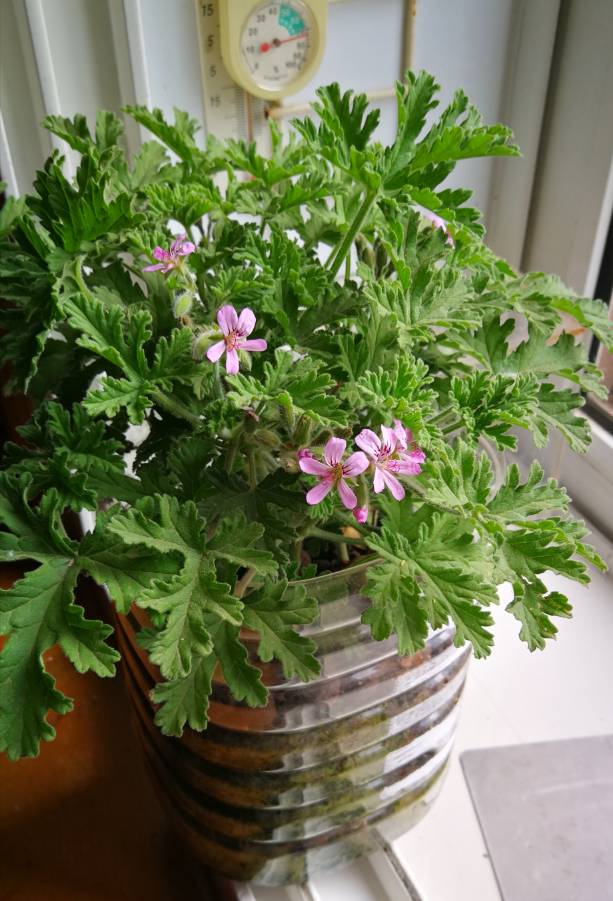 驱蚊草