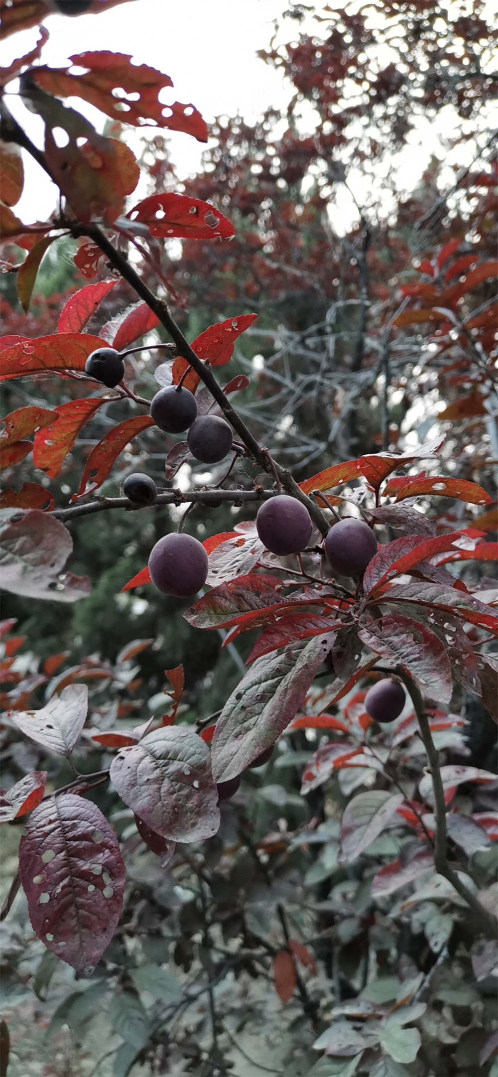 紫叶李