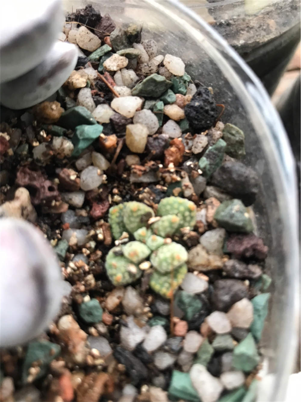 花卉