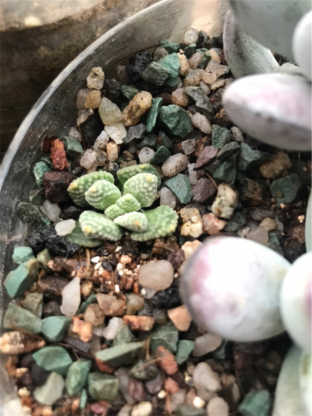花卉