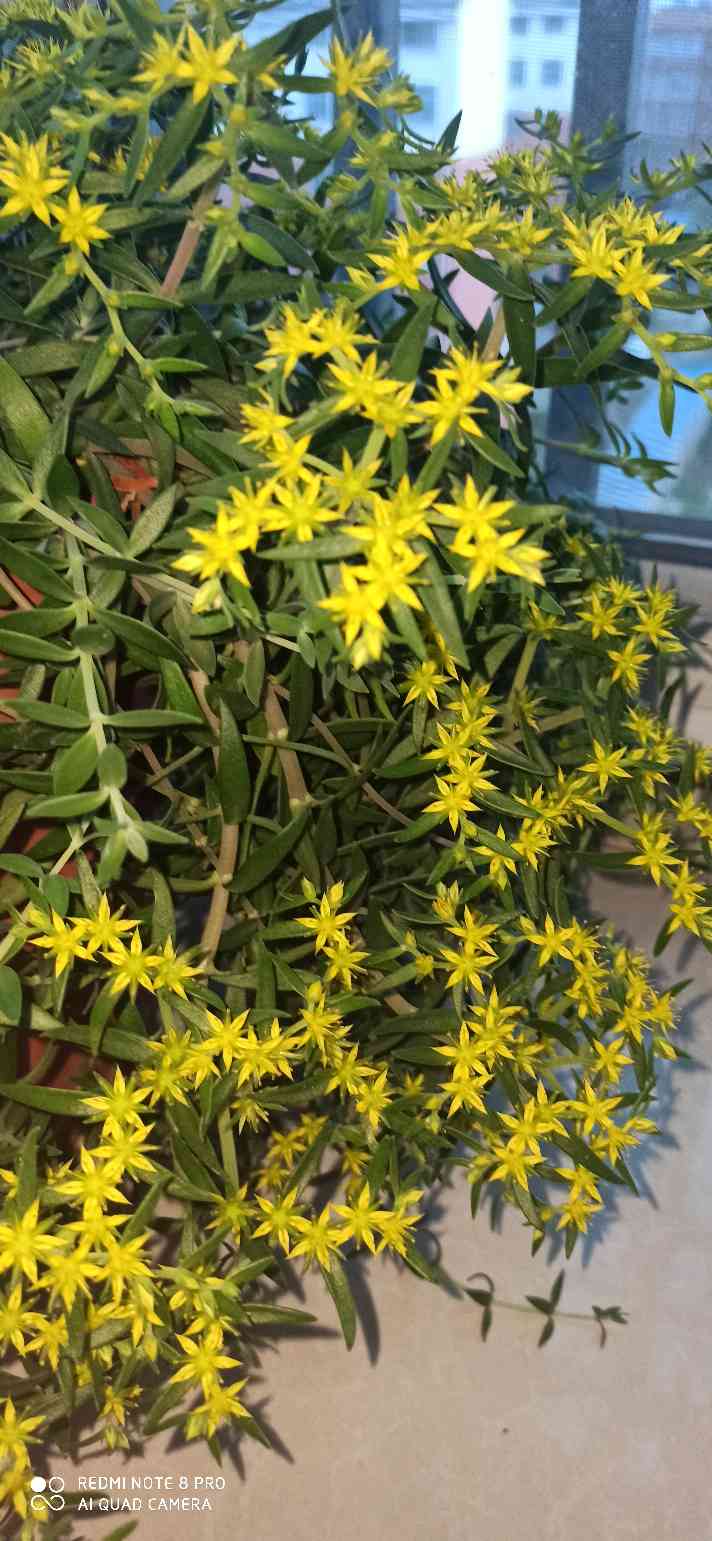垂盆草
