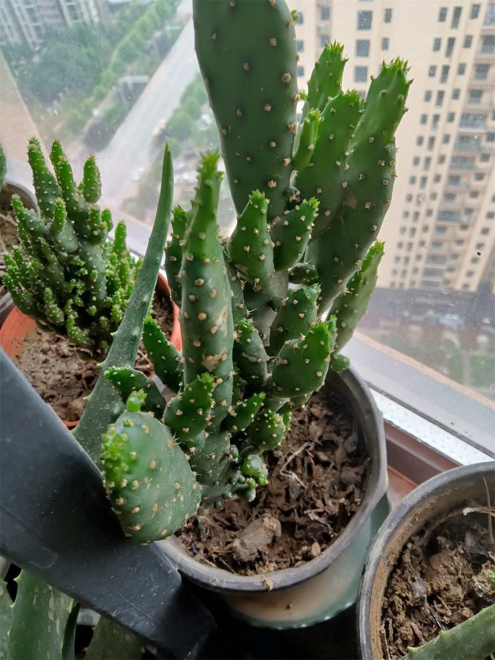 花卉