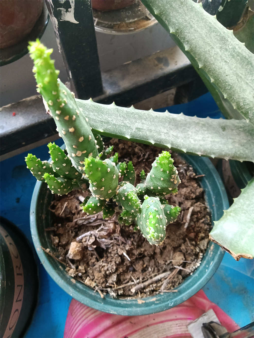 花卉