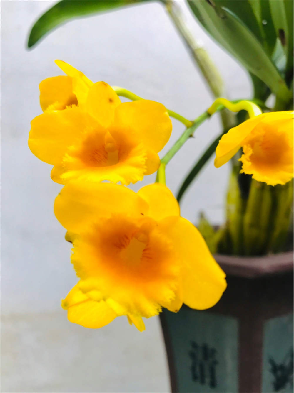 花卉