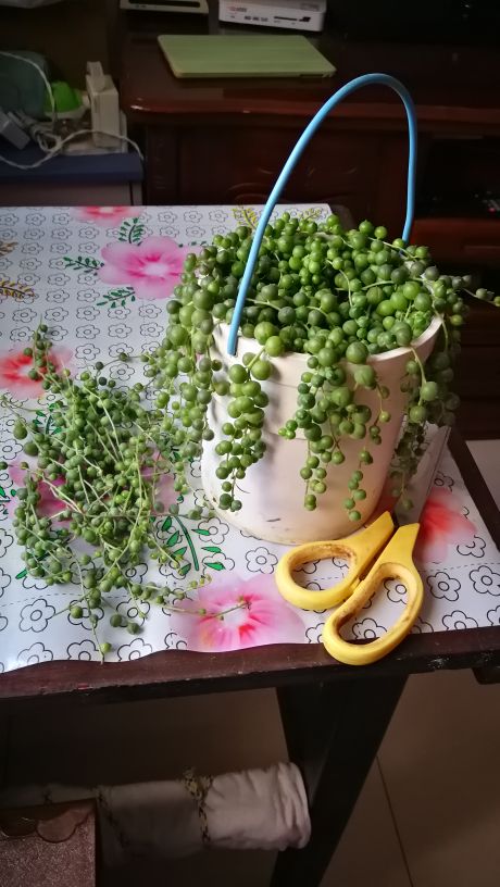 佛珠吊兰