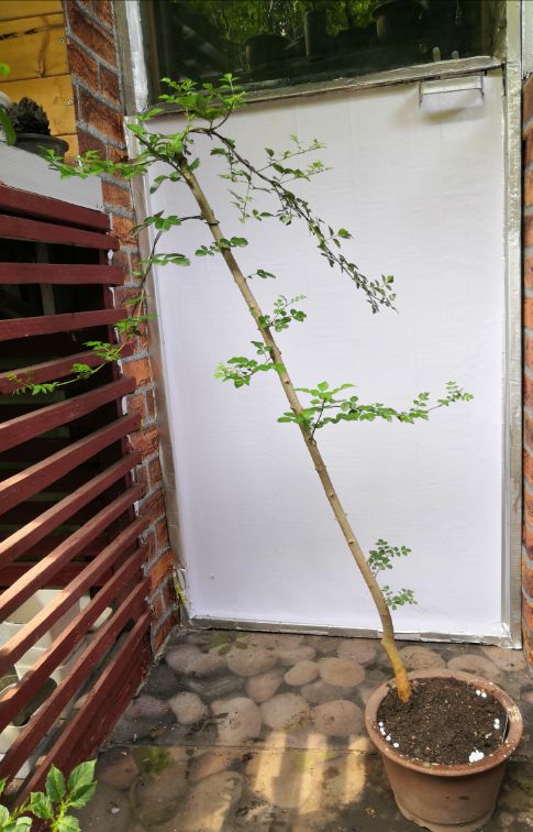 白蜡