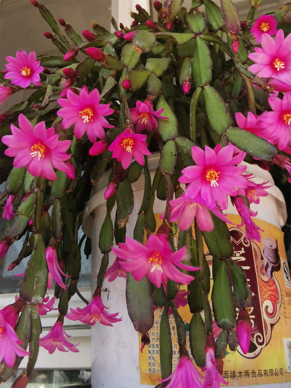 花卉