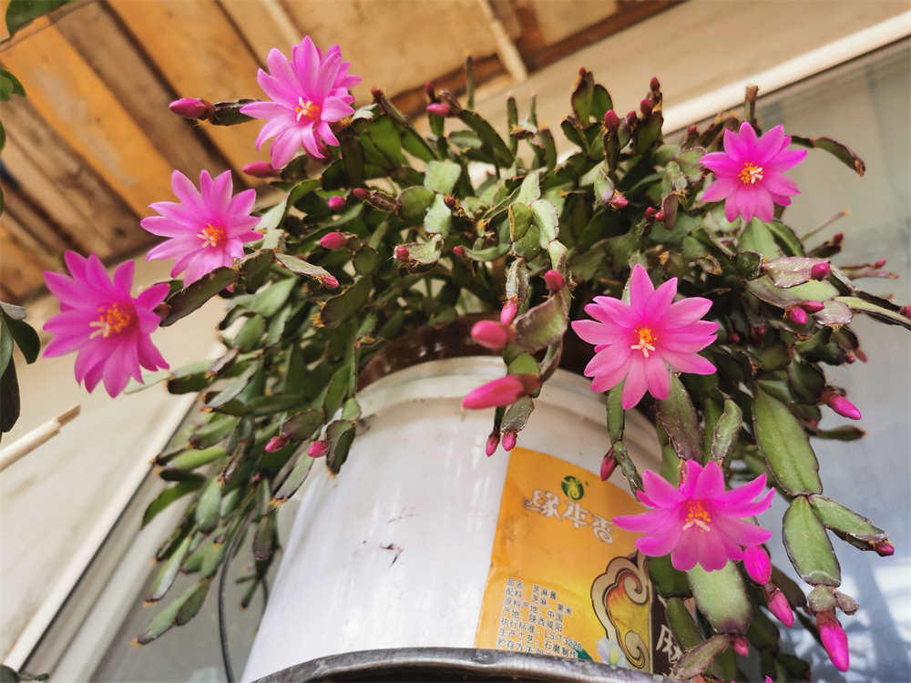 花卉