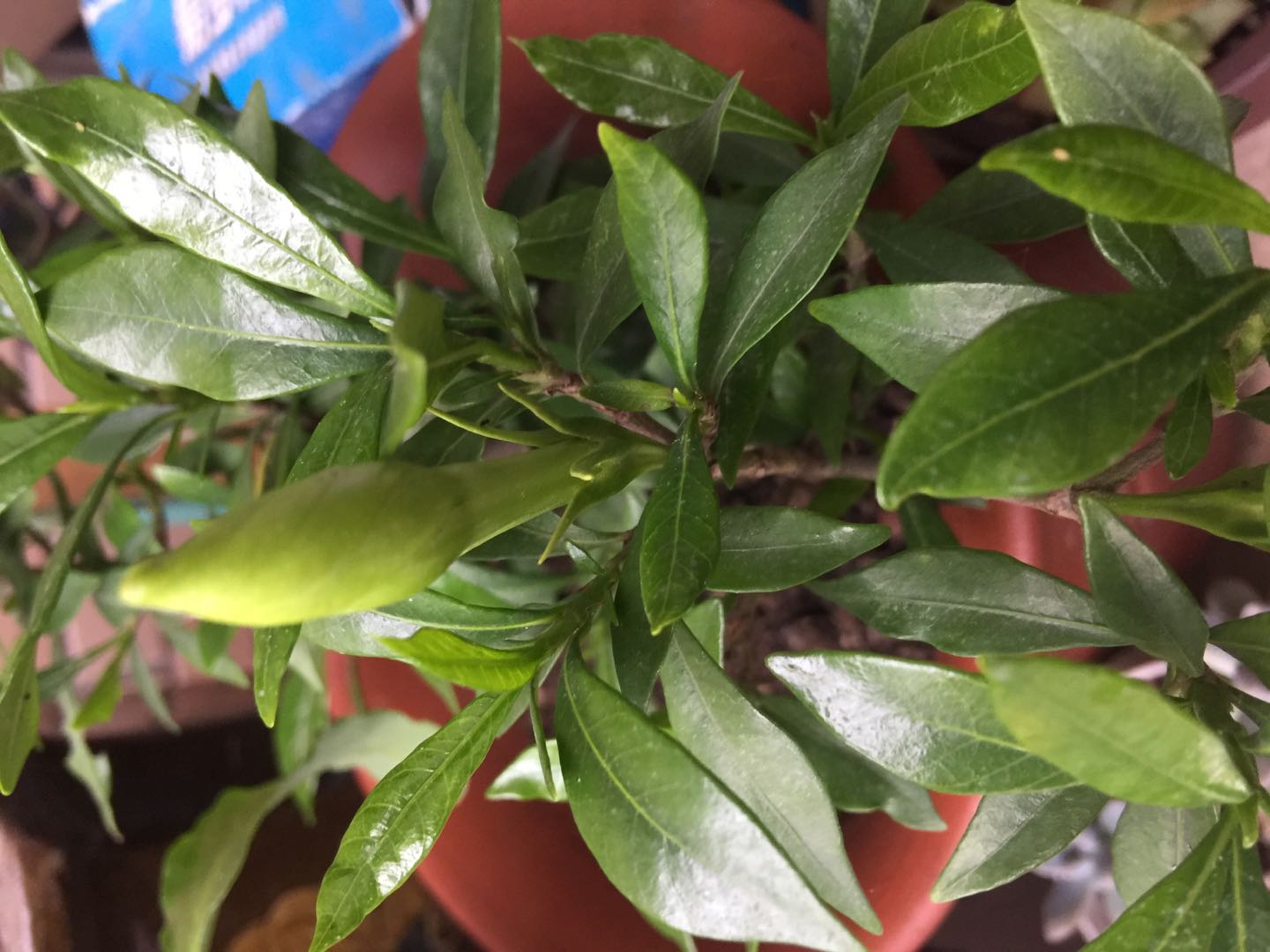 花卉