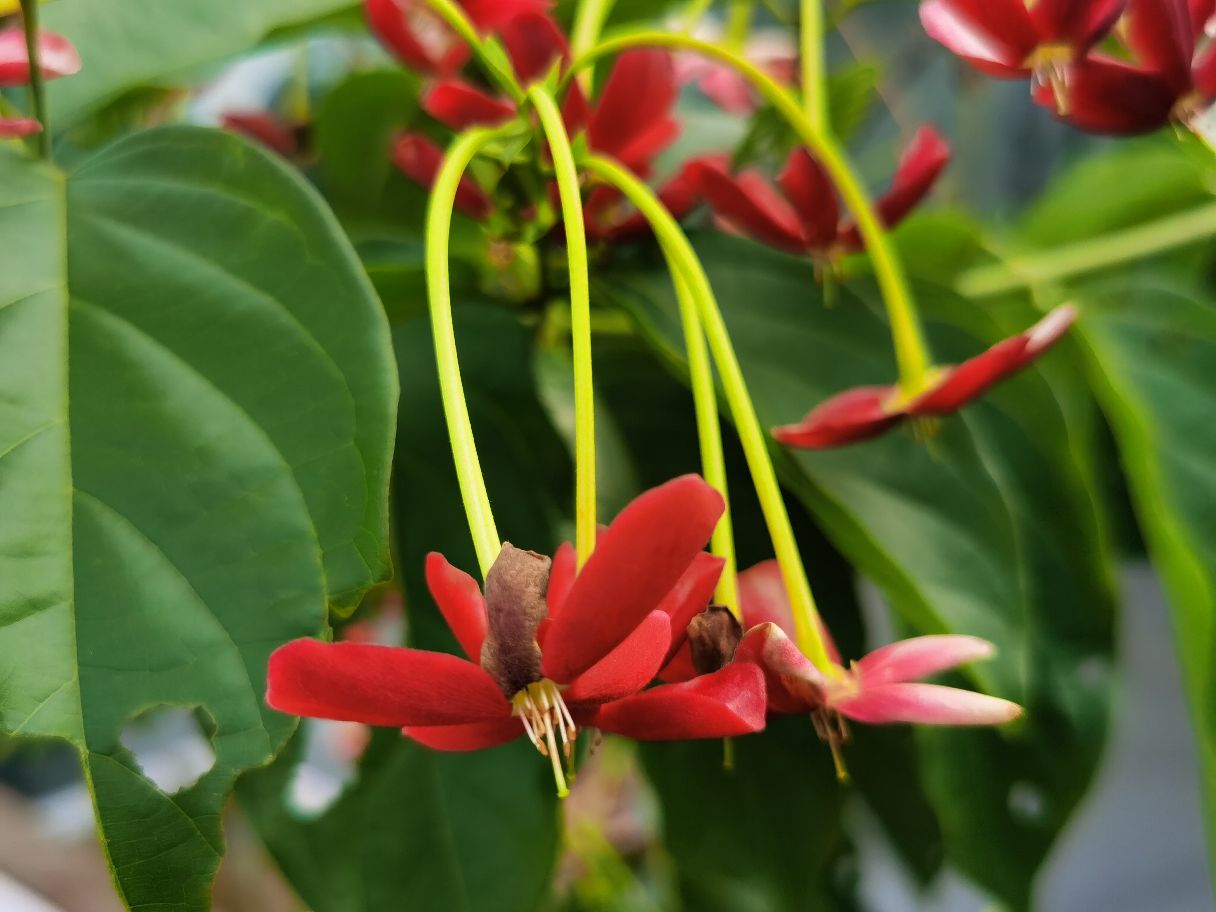 花卉