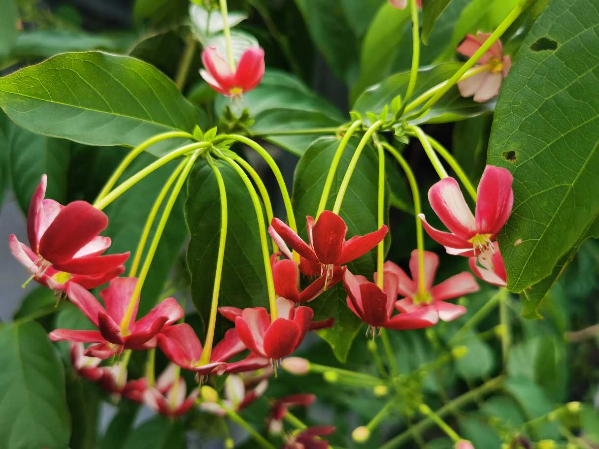 花卉