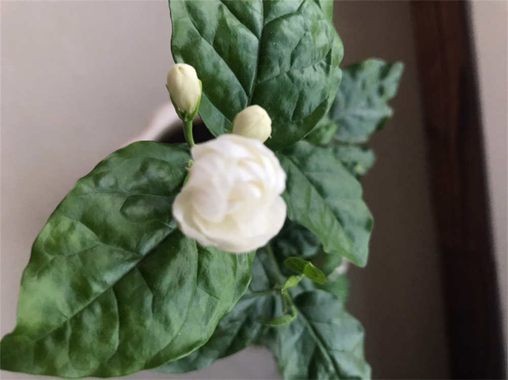 宝珠茉莉
