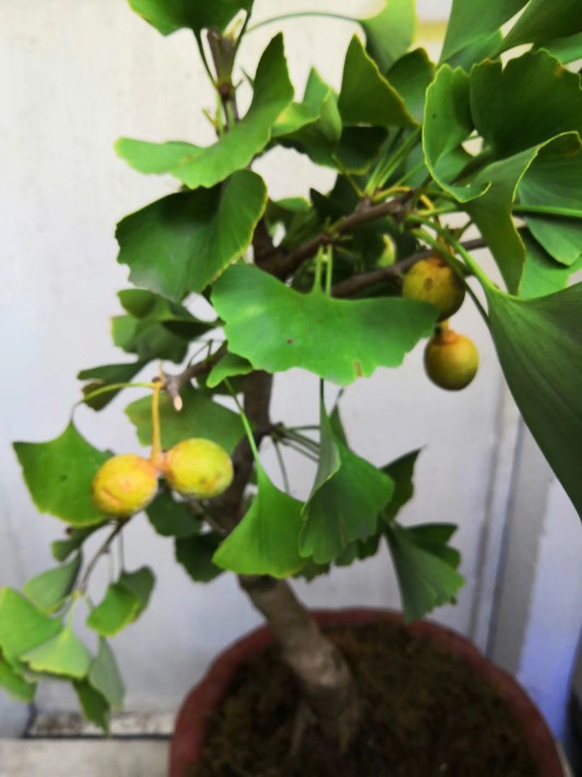 白果