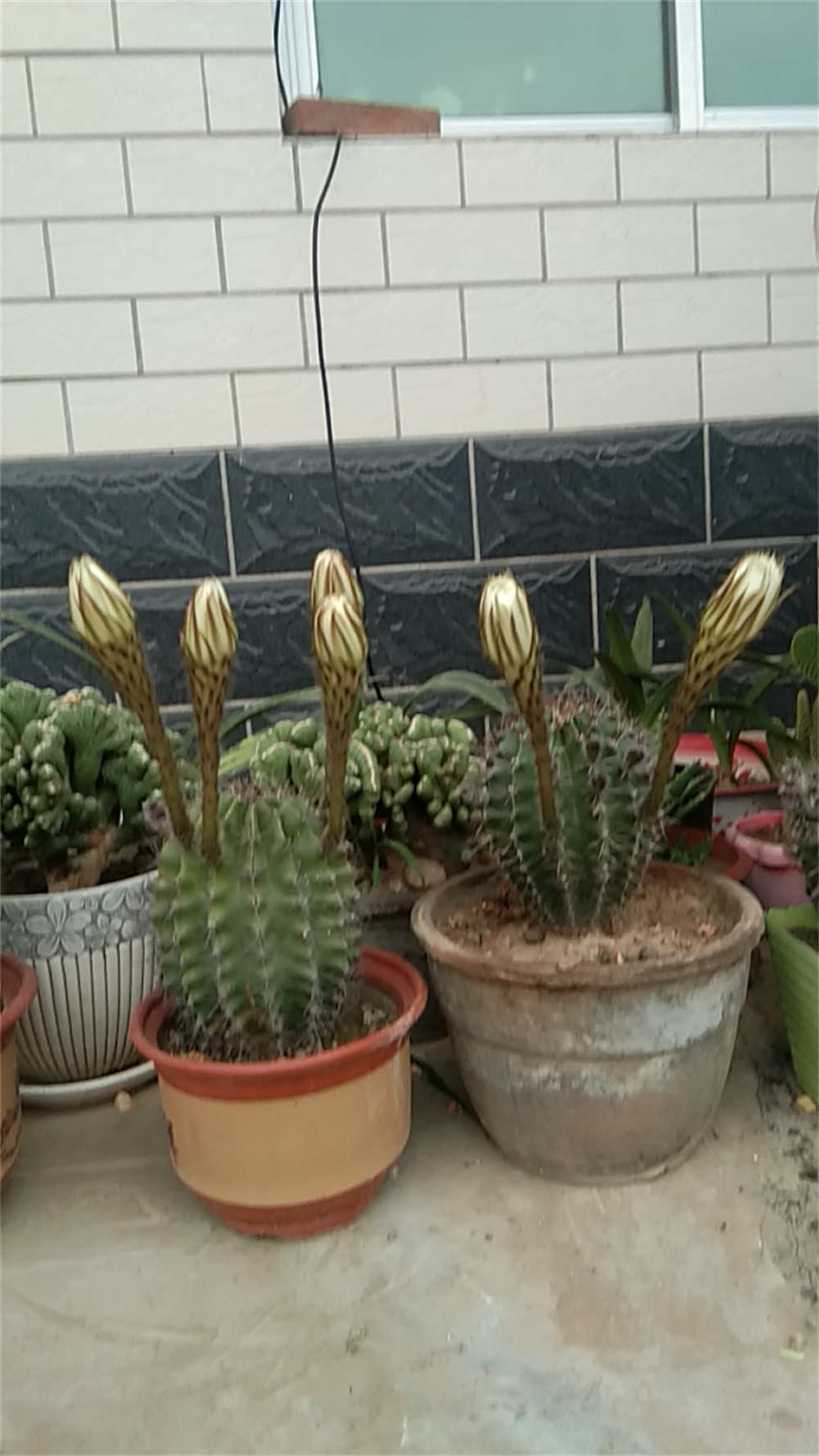 花卉