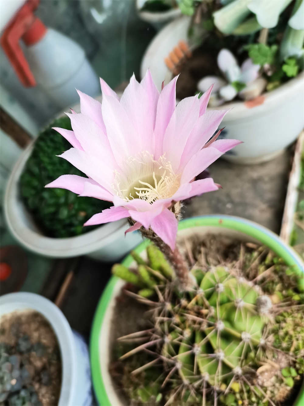 花卉
