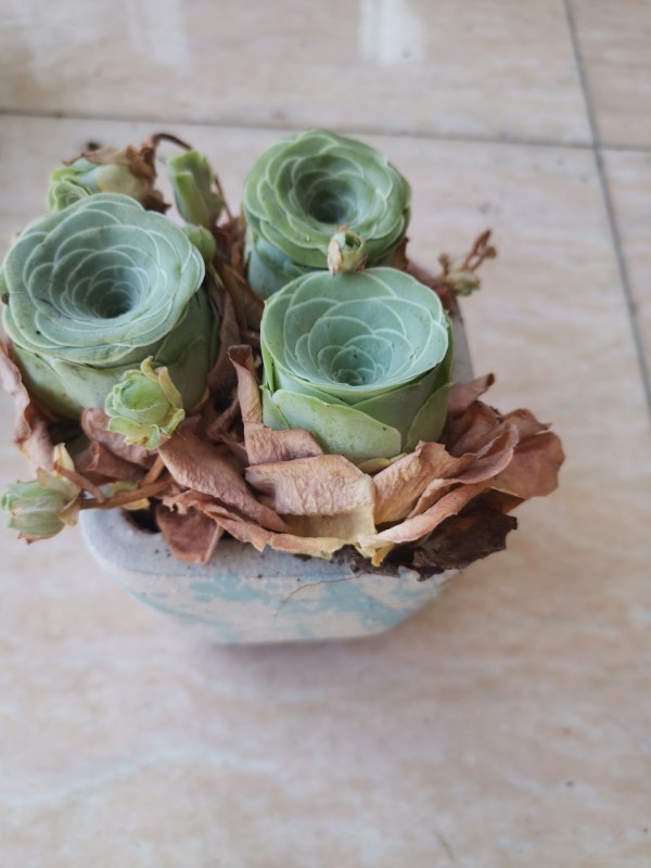 花卉