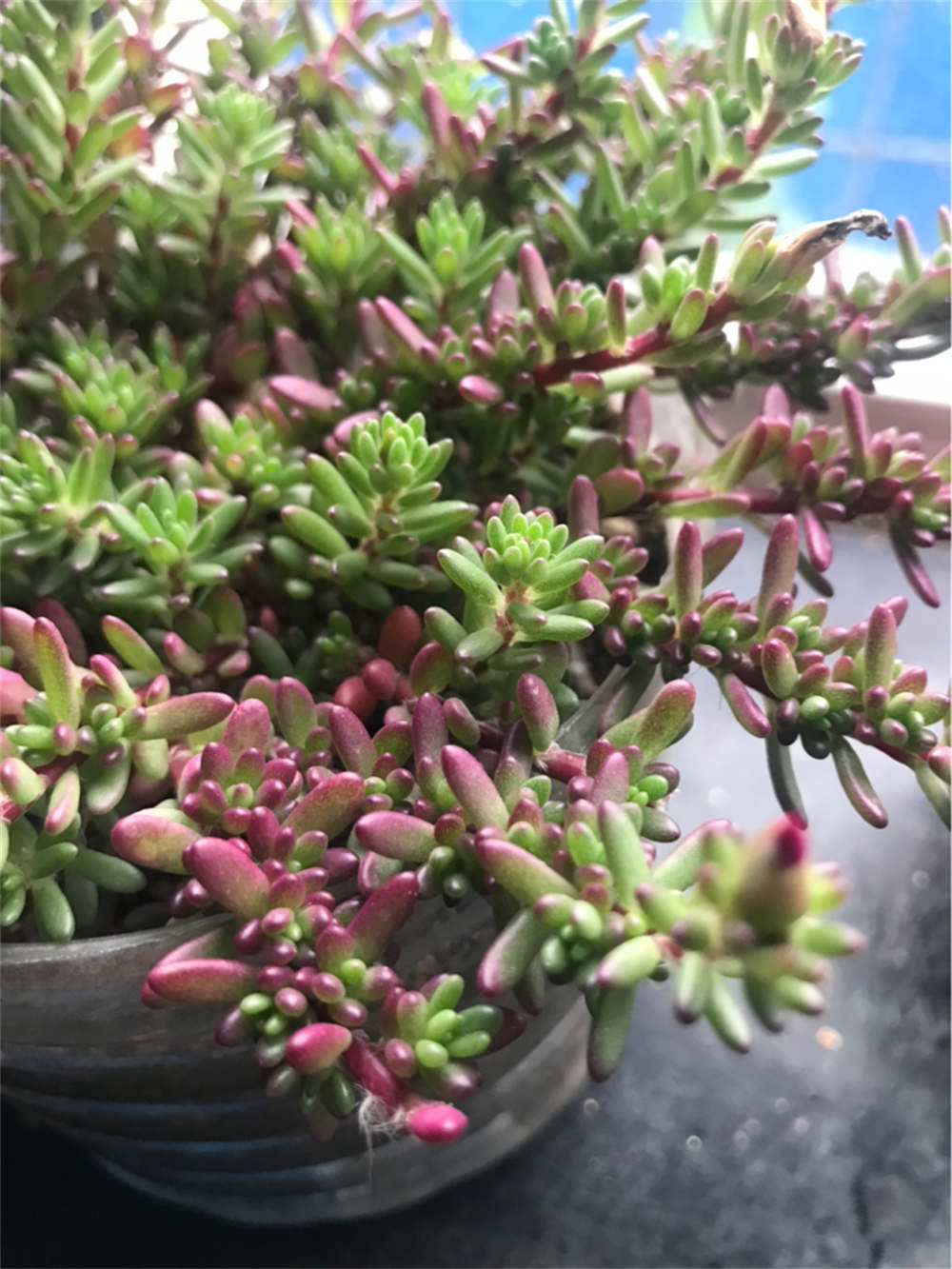 花卉