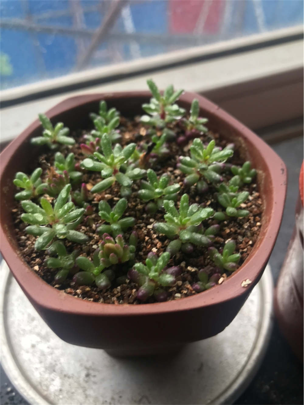 花卉