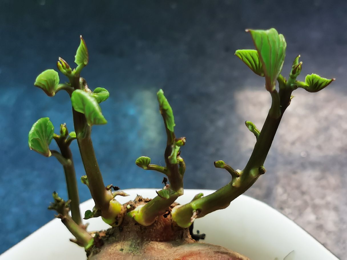 水培红薯
