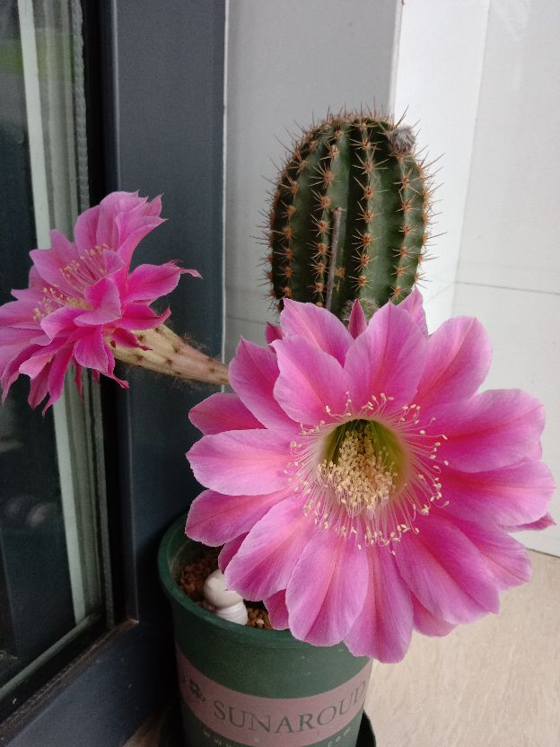 毛花柱