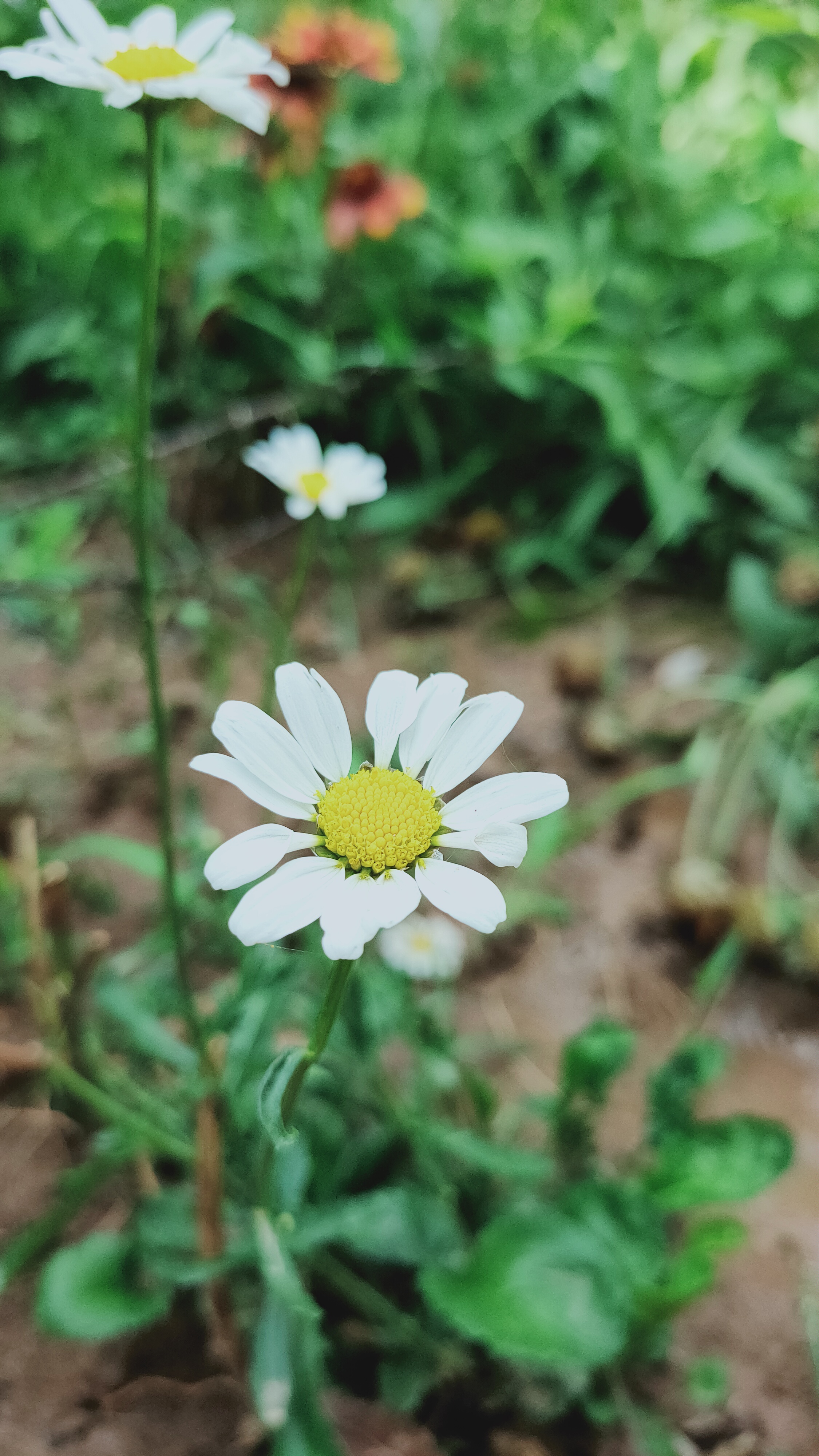 大滨菊