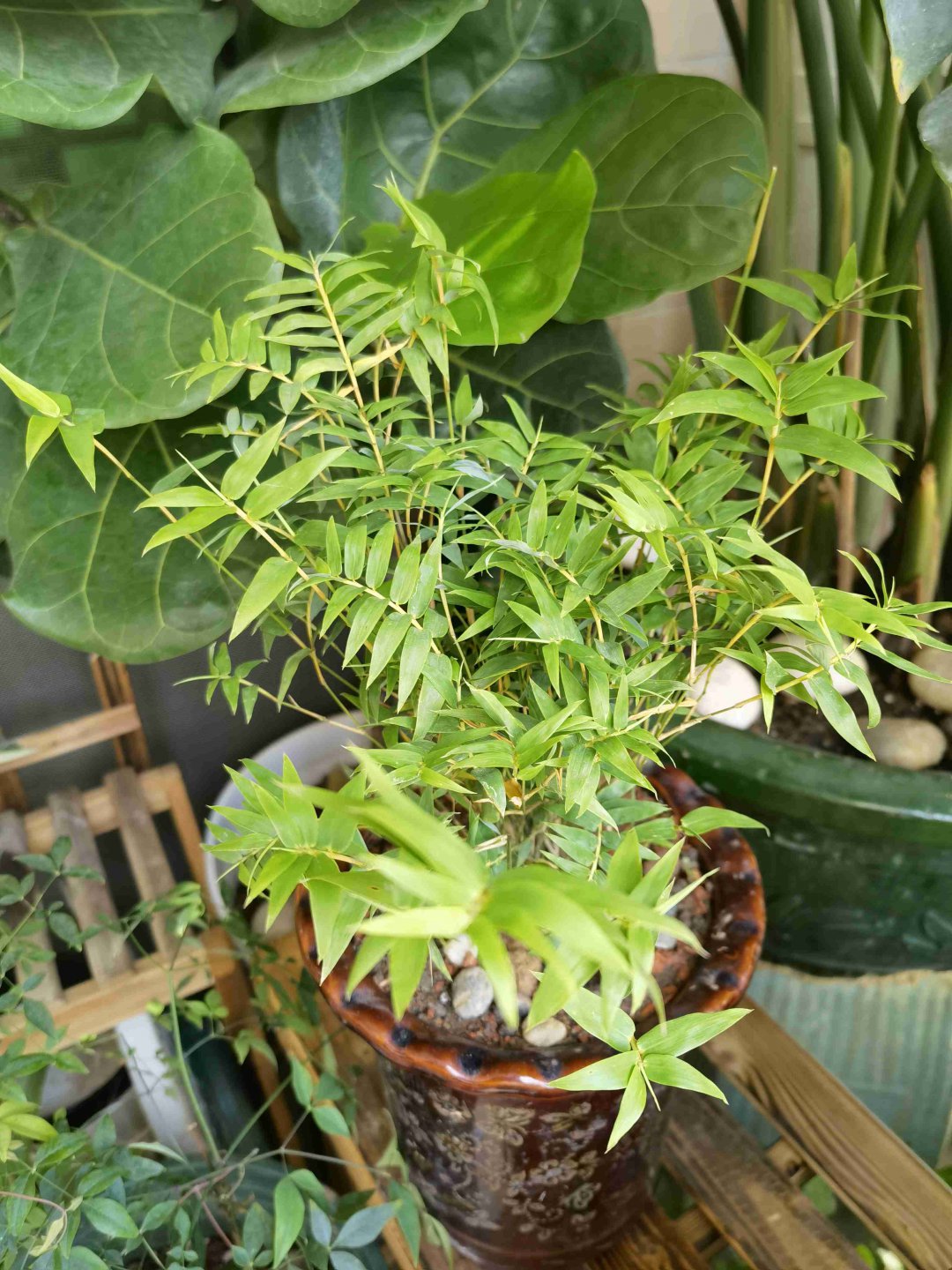 米竹