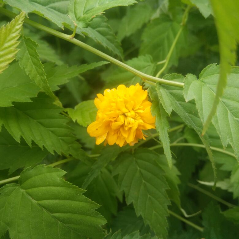 重瓣棣棠花